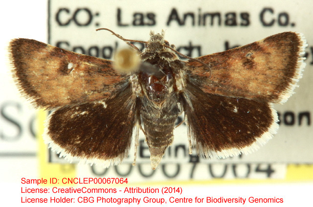 Schinia carminatra