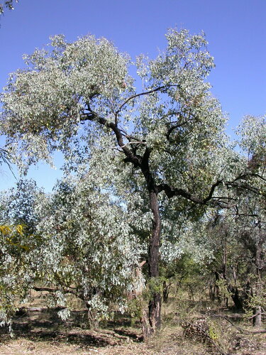Eucalyptus farinosa