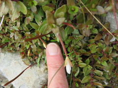 Epilobium macropus