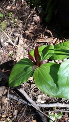 Trillium kurabayashii