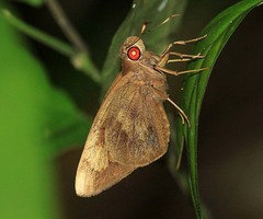 Erionota hiraca apicalis