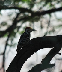 Leiopicus mahrattensis