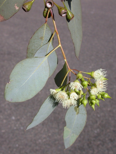 Eucalyptus caleyi Maiden