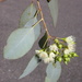 Eucalyptus caleyi caleyi - Photo (c) Dean Nicolle, alguns direitos reservados (CC BY-NC), uploaded by Dean Nicolle