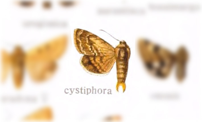 Chloridea cystiphora