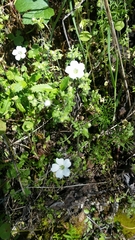 Nemophila parviflora