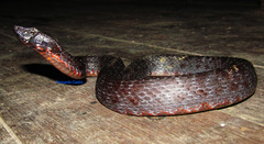 Chocoan Toadheaded Pitviper photo 3