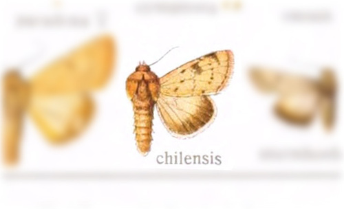 Schinia chilensis