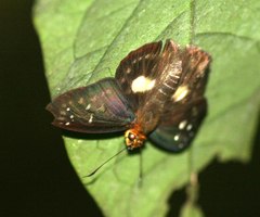 Gerosis limax
