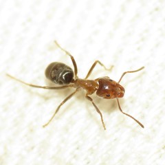 Liometopum apiculatum