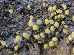 Asterella palmeri