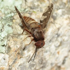 Stonyx clelia