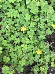 Oxalis corniculata