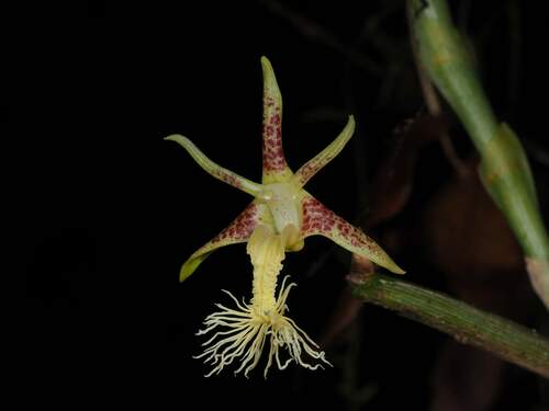 Dendrobium comatum observed 2023-11-27