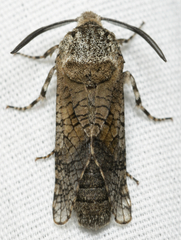 Prionoxystus macmurtrei