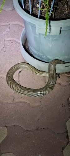 Mulga Snake sighting