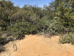 Arctostaphylos rainbowensis