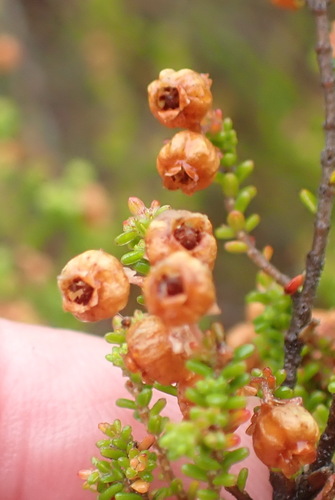 Image of Stunning Heath (Erica formosa) by (c) Nicola van Berkel, some rights reserved (CC BY-SA)
