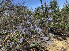 Ceanothus pendletonensis