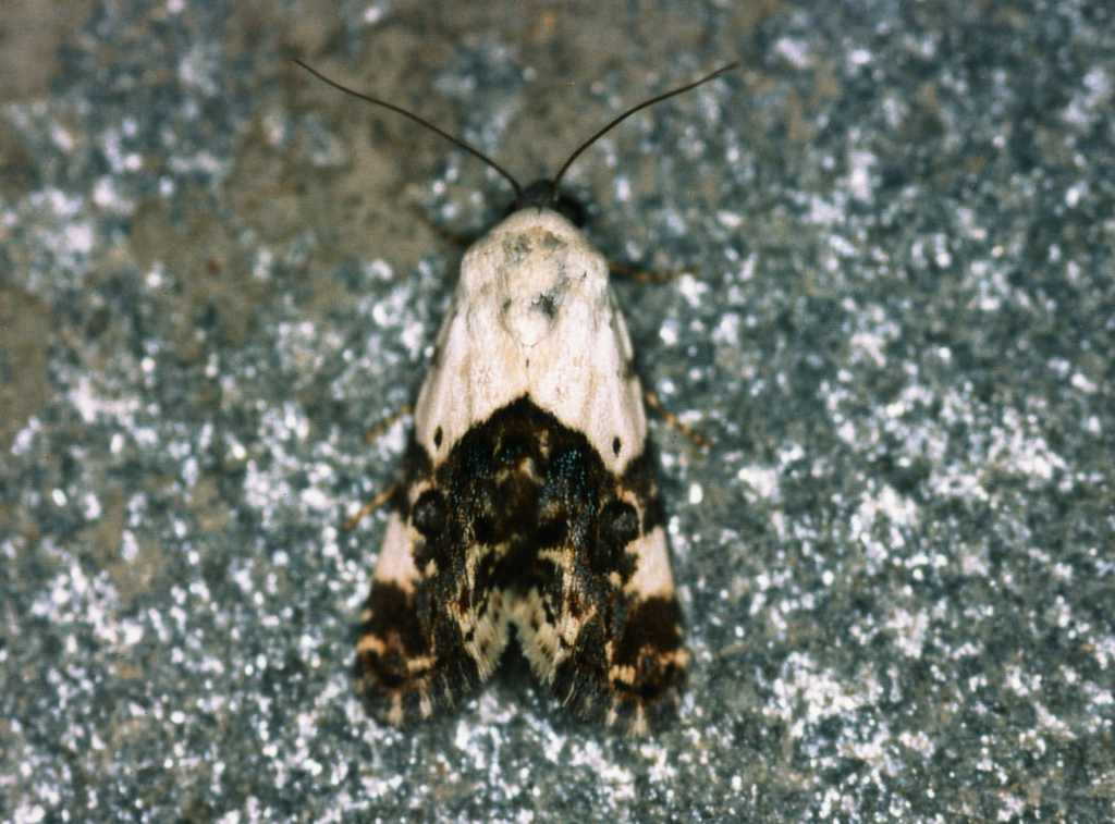 Acontia okahandja