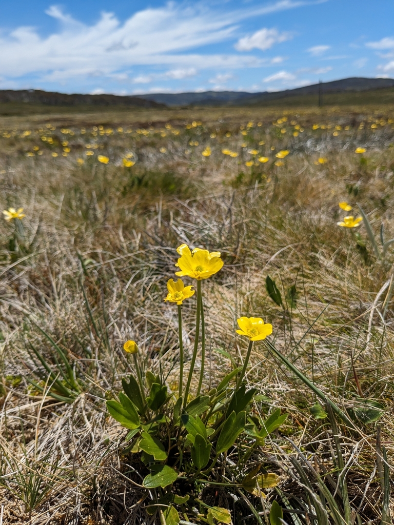 Ranunculus victoriensis from Falls Creek VIC 3699, Australia on ...