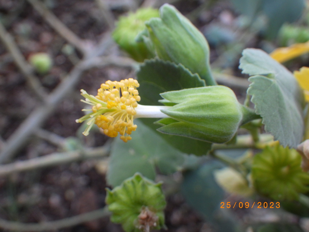 Norfolk Island abutilon