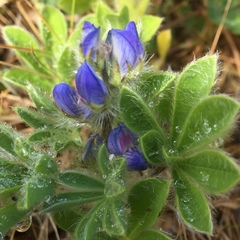 Lupinus micranthus