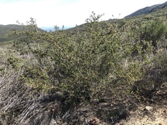 Ceanothus pendletonensis