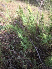 Lavandula viridis