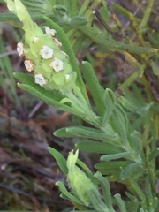 Lavandula viridis