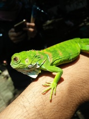 Iguana