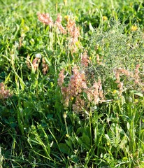 Rumex bucephalophorus