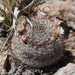 Mammillaria gilensis - Photo (c) Eugenia - Tutor, some rights reserved (CC BY-NC), uploaded by Eugenia - Tutor