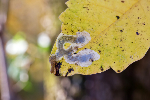 Poison Ivy Leaf-miner Moth photo 4