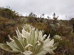 Espeletia pycnophylla