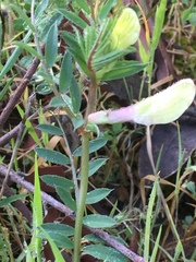Vicia lutea