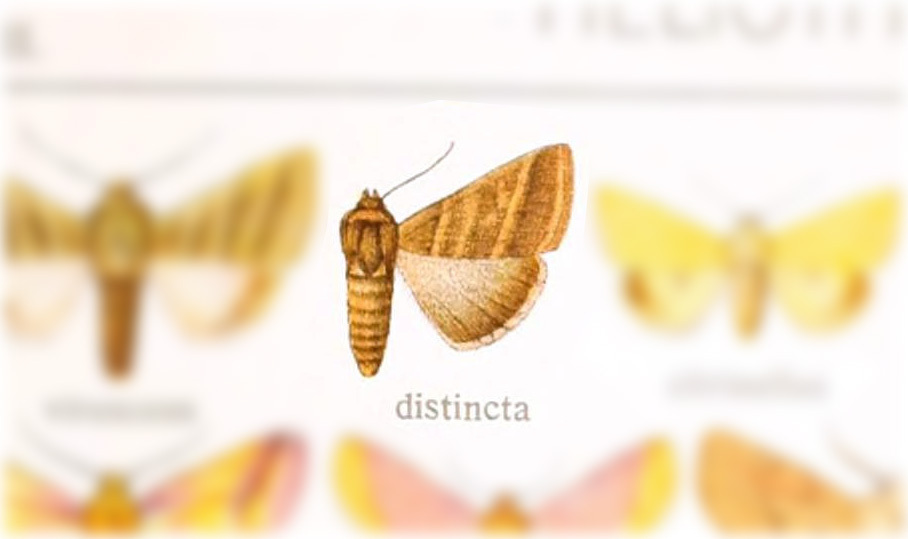 Chloridea distincta