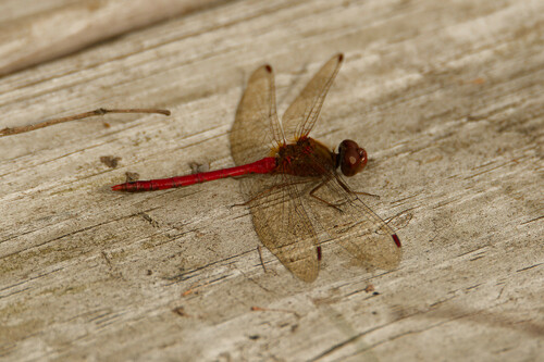 Autumn Meadowhawk