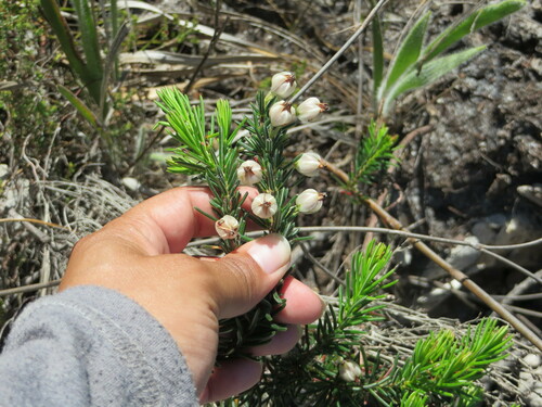 Image of Roughriver Heath (Erica grisbrookii) by (c) sharndreheuvel, some rights reserved (CC BY-SA)