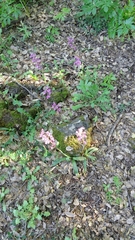 Orchis anatolica