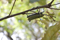 Taeniopoda picticornis