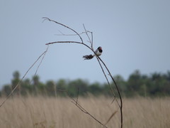 Alectrurus risora
