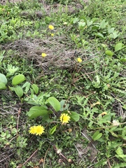Taraxacum formosanum