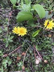 Taraxacum formosanum