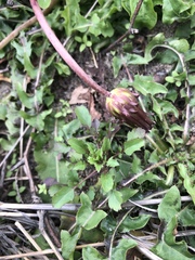 Taraxacum formosanum