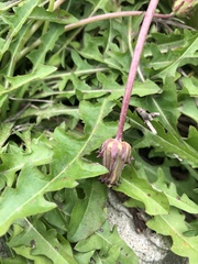 Taraxacum formosanum
