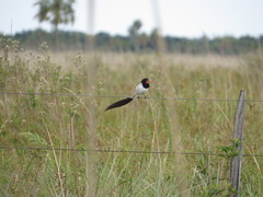 Alectrurus risora