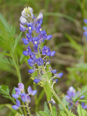 Lupinus texensis