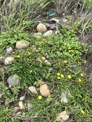 Taraxacum formosanum