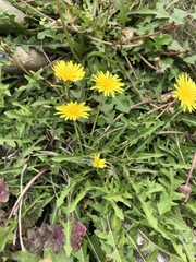 Taraxacum formosanum